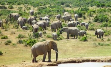 Chobe Day Trip
