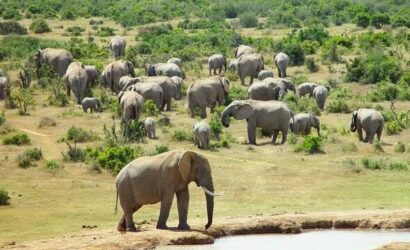 Chobe Day Trip