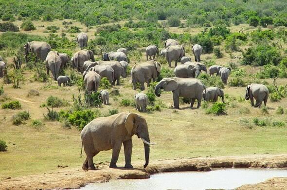 Chobe Day Trip