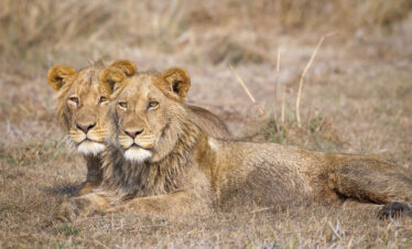 Classic Kafue Safari