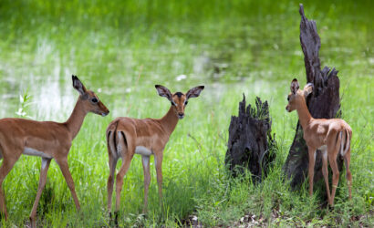 Mosi-Oa-Tunya National Park Game Drive