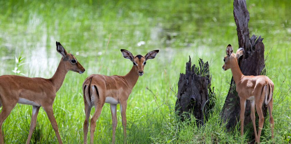 Mosi-Oa-Tunya National Park Game Drive