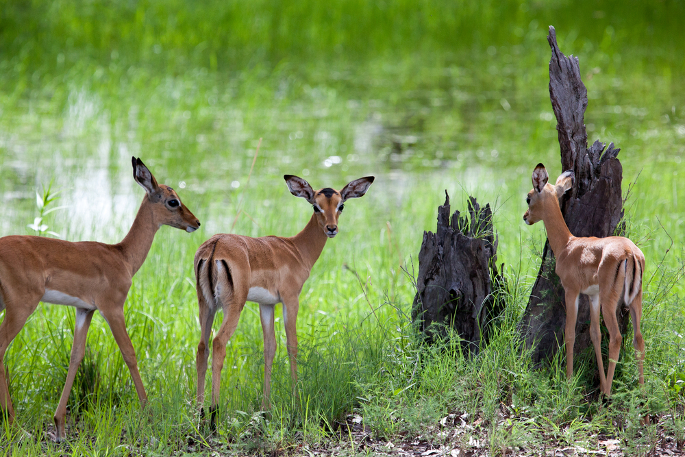 Mosi-Oa-Tunya National Park Game Drive