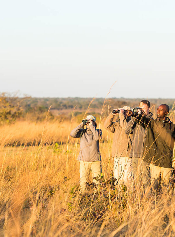 Classic Safari Adventure