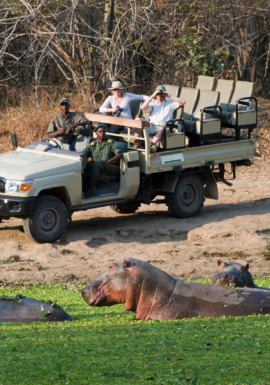 Luangwa Discovery Safari