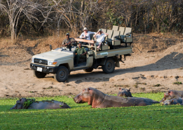 Luangwa Discovery Safari