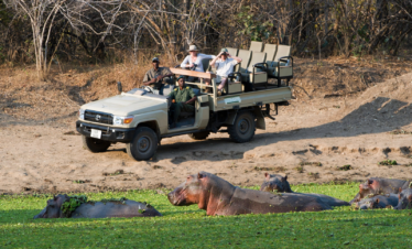 Luangwa Discovery Safari