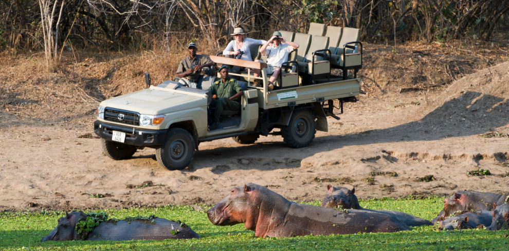 Luangwa Discovery Safari