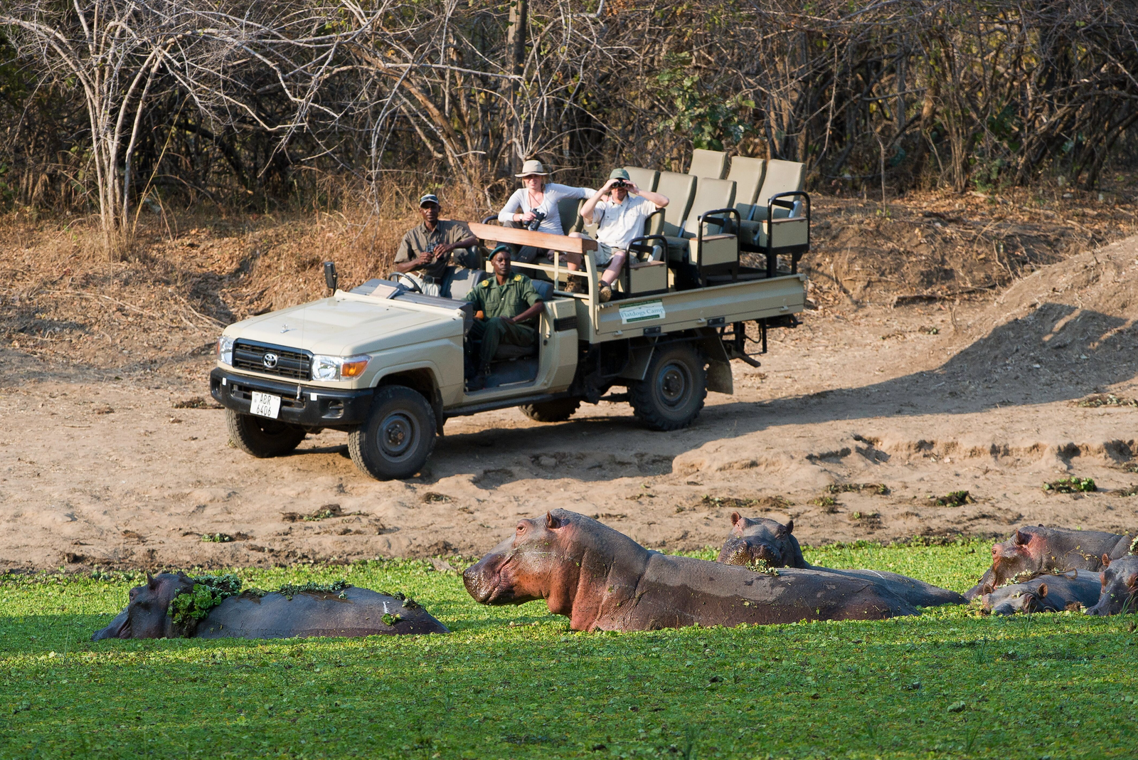 Luangwa Discovery Safari