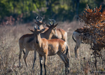 Kafue Conservation Safari