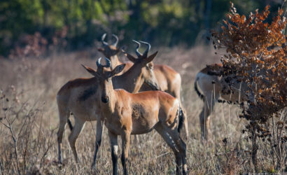 Kafue Conservation Safari