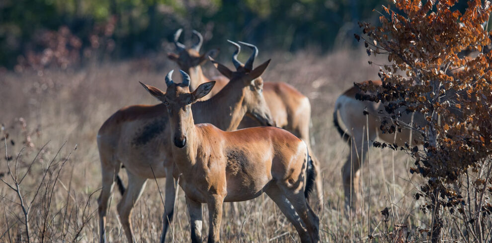 Kafue Conservation Safari