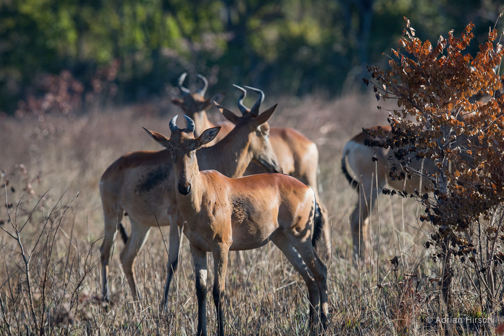 Kafue Conservation Safari